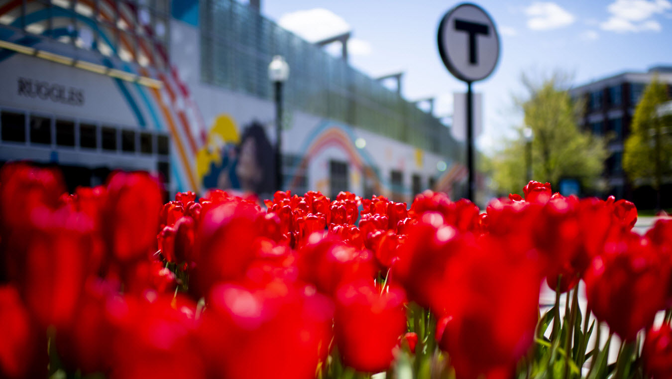 Close-up shot of red tulps in front of a public transit stop.