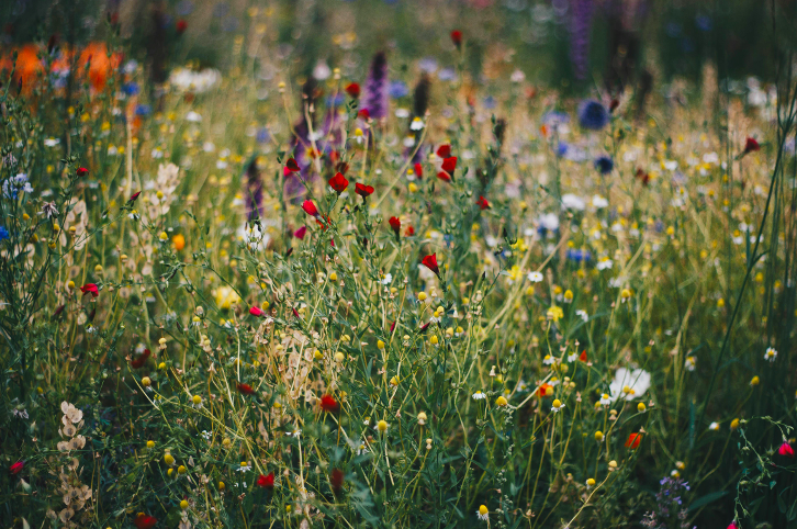 Un champ de fleurs en pleine lumière estivale
