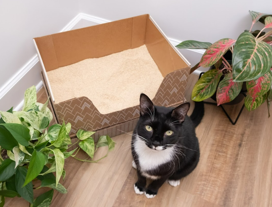 How does the Corn & Wheat Litter work? Kitty Poo Club Knowledge Base