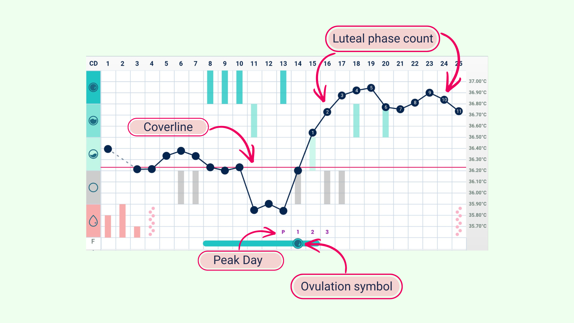 Tempdrop chart showing confirmed ovulation with key labels to identify it as confirmed, including a coverline, peak day, ovulation symbol and luteal phase count.unt
