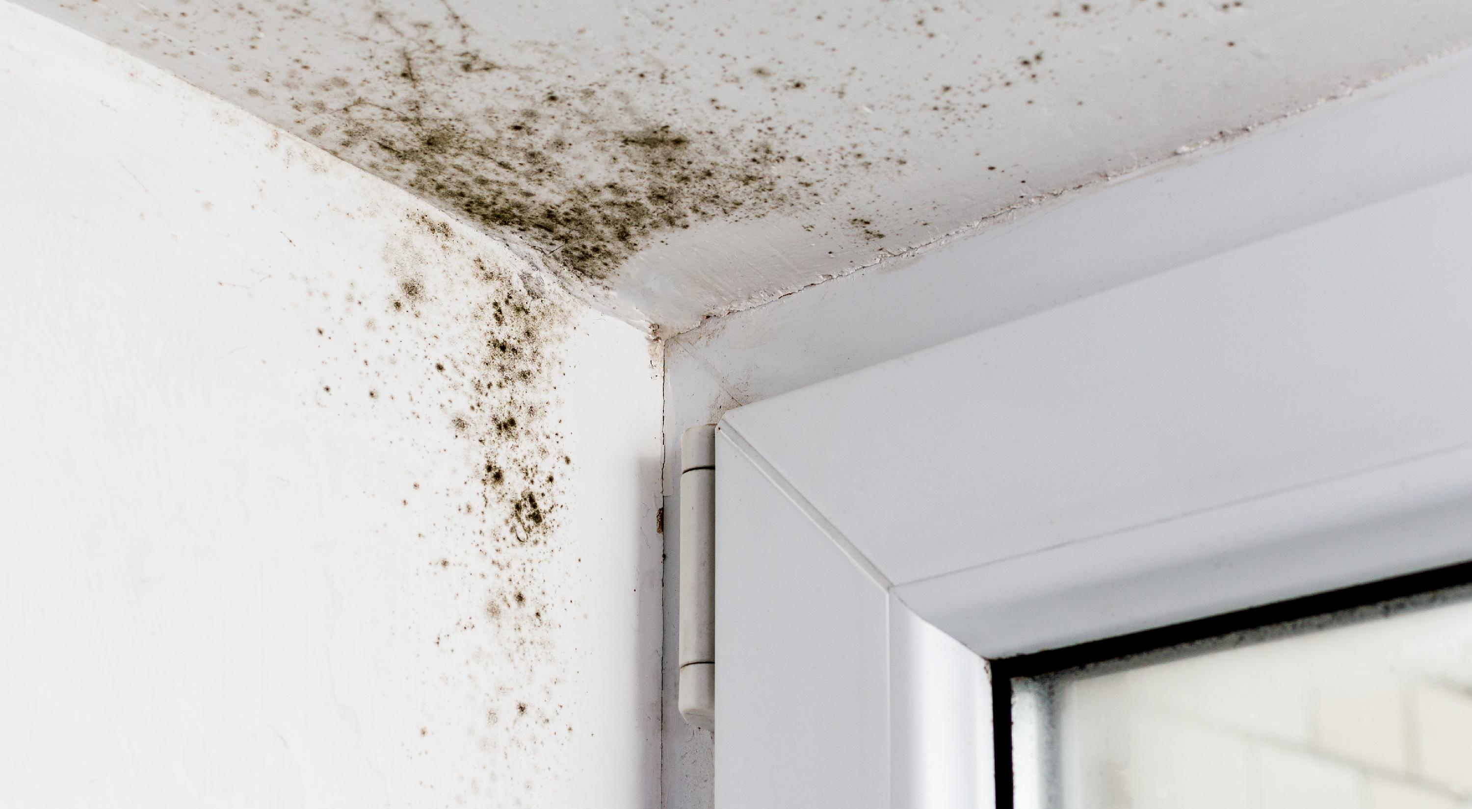 Mold growing in a ceiling corner.