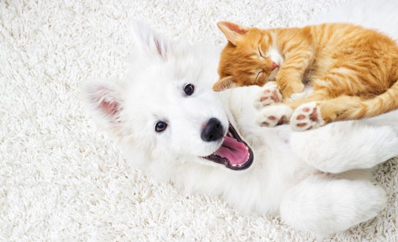 Dog and cat snuggling on the carpet.