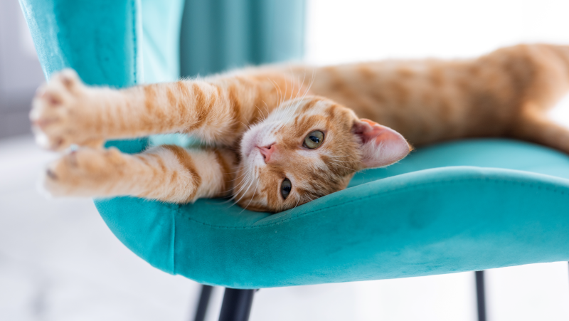 Orange cat stretching on a blue chair looking at the camera.