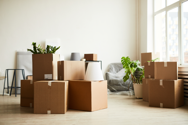 Moving boxes, plants, and furniture scattered in a bright room.