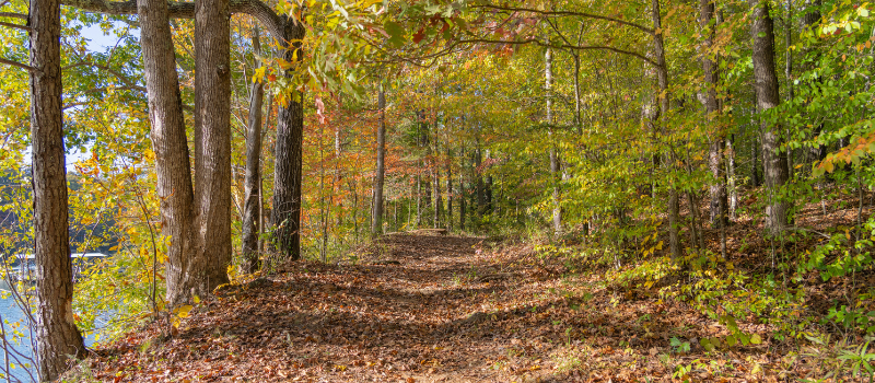 Sunny walking trail in Dahlonega, GA