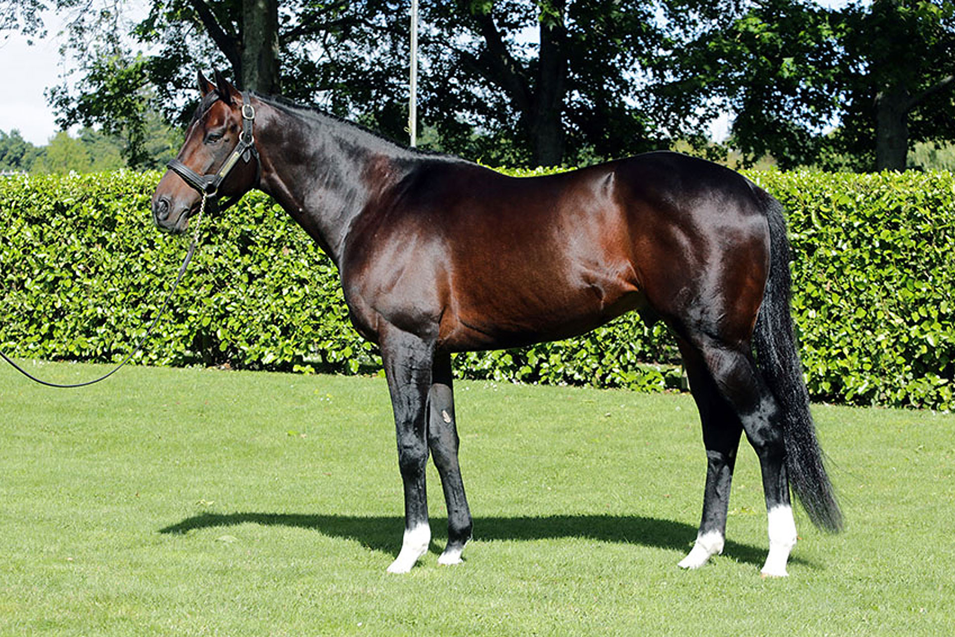 Satono Aladdin at Stallion Match