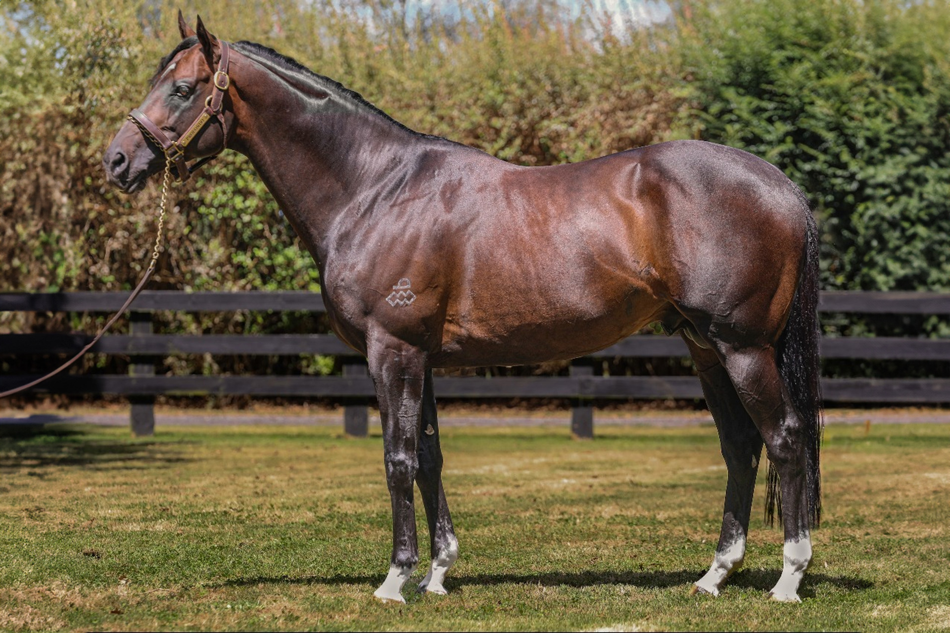 Profondo Stallion at Stallion Match