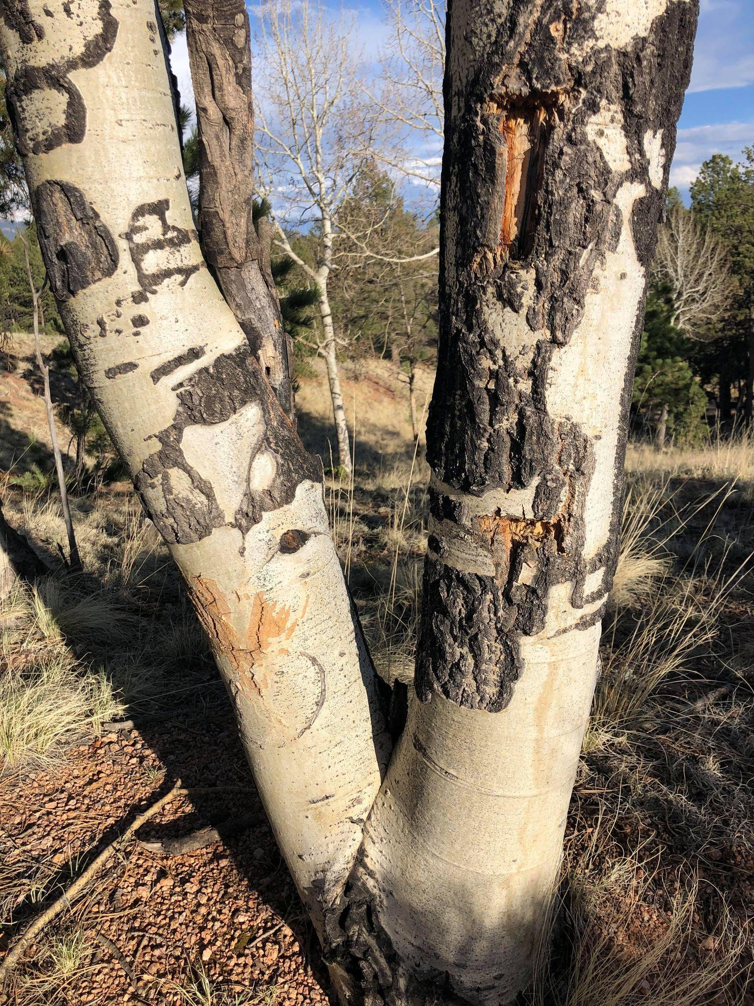 Aspen.jpg